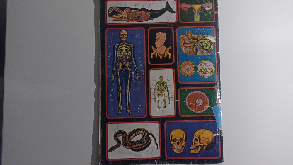 Caderneta Anatomia coleção didática de 240