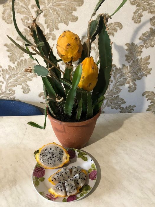 Мандарины, апельсины, лимон гранат, финик