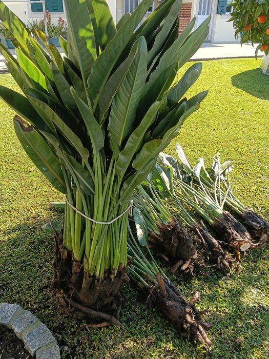 Estrelicias para transplantar