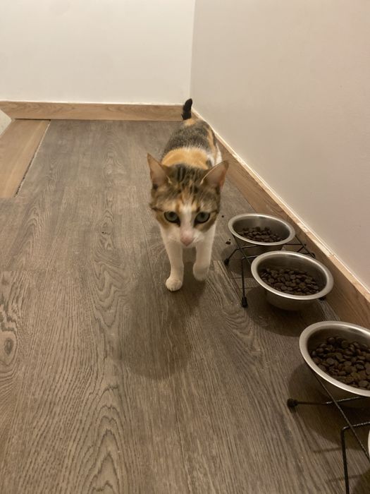 GATOS PARA DAR 2 Femeas