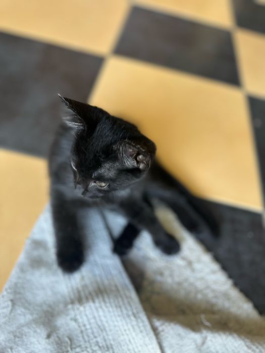 Gatinhos para dar