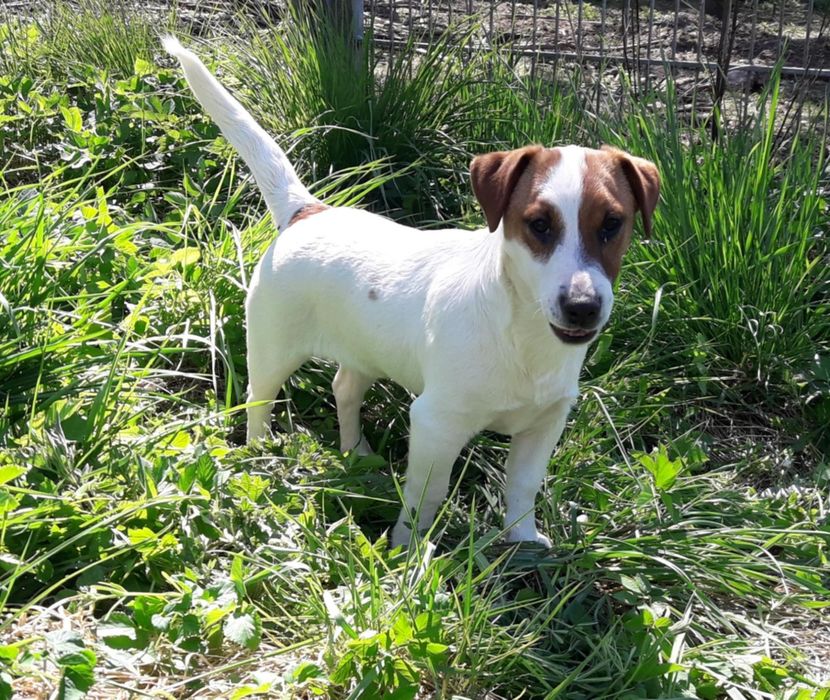 Jack Russell Terrier piesek(FCI)