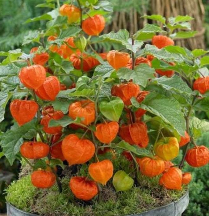 miechunka roślina efektowna