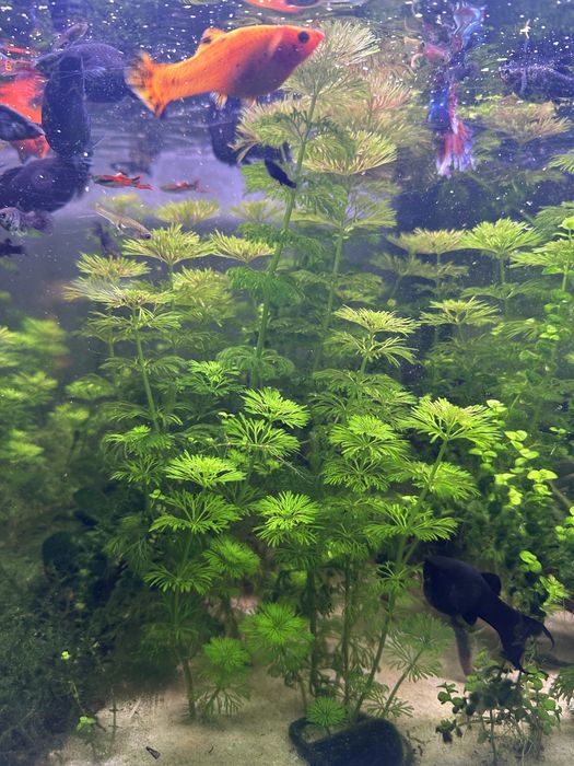 Limnophila sessiliflora