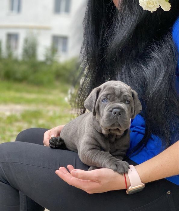 Хлопчики дівчатка-сірого окрасу