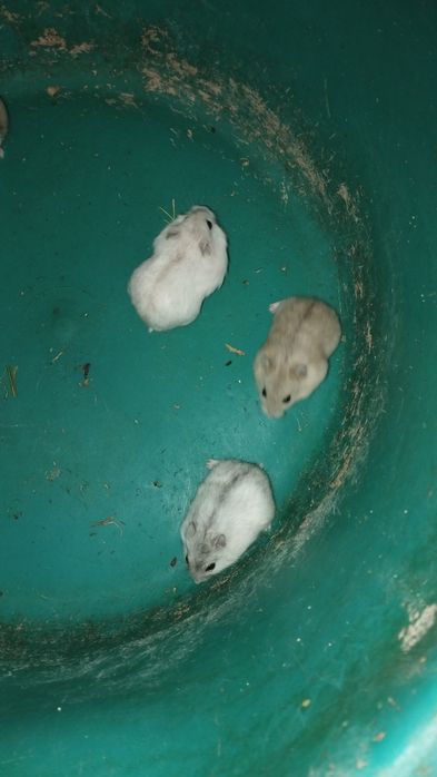 Домашні хомячки джунгарики Клітки