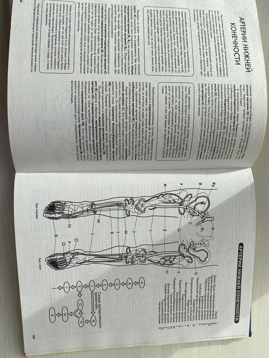 Эдуард Алкамо. АНАТОМИЯ. Лучший учебник