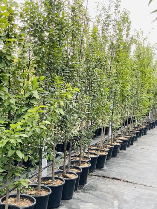 Grab Fastigiata Kolumnowy  Cena 250 zł