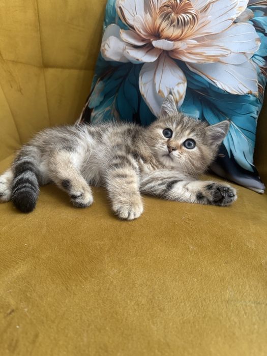 Kocur    Brytyjski  złoty tabby FPL
