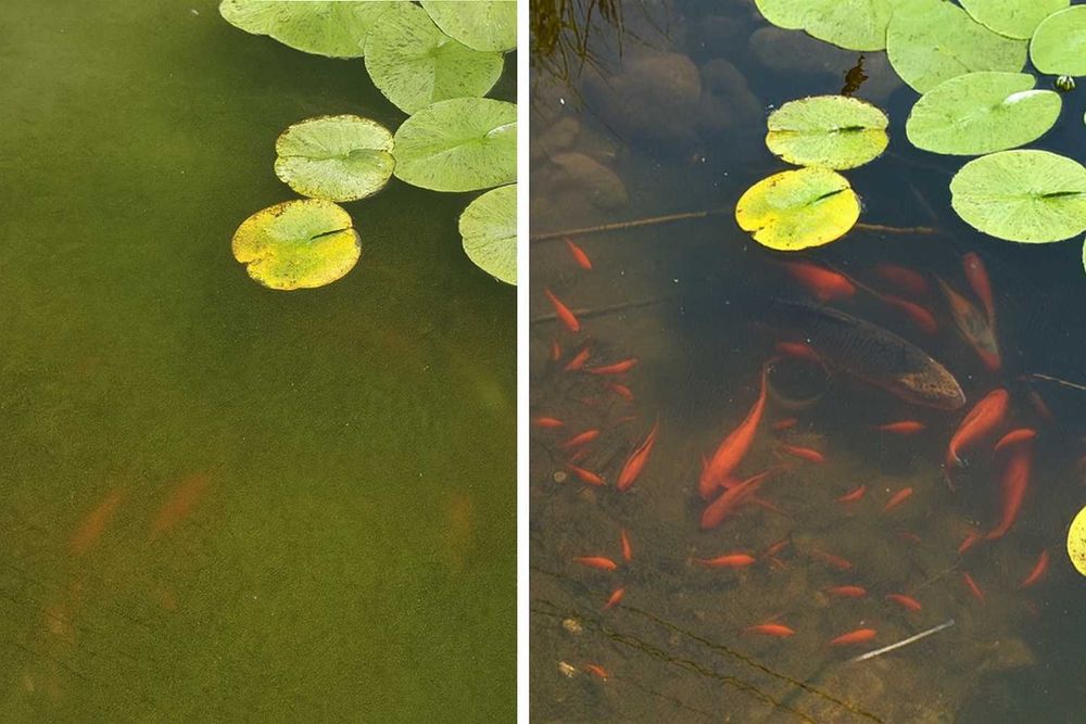 Kreda do oczka wodnego, kreda na glony, kreda do stawu, anty glon