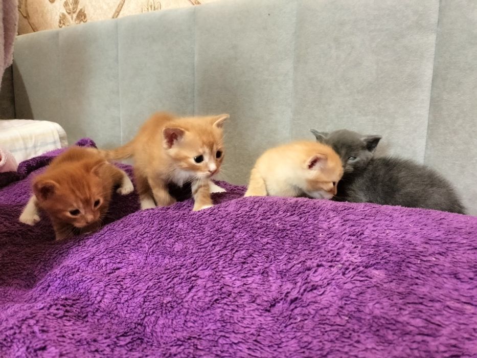 Кошенята від домашньої кішечки , риженькі комочки щастя