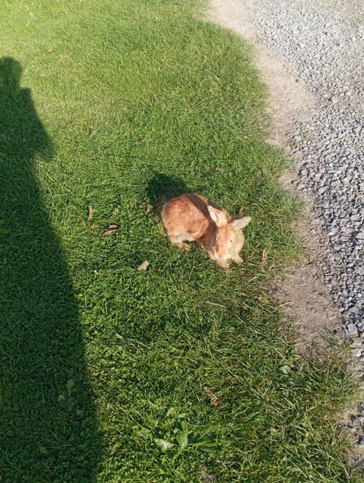 Samiczki burgundzkie