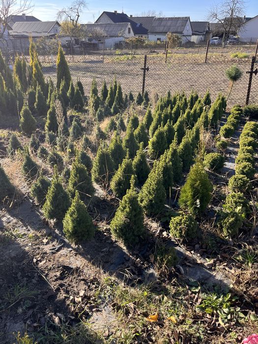 Туя Смарагд, коніка, даніка, ялина