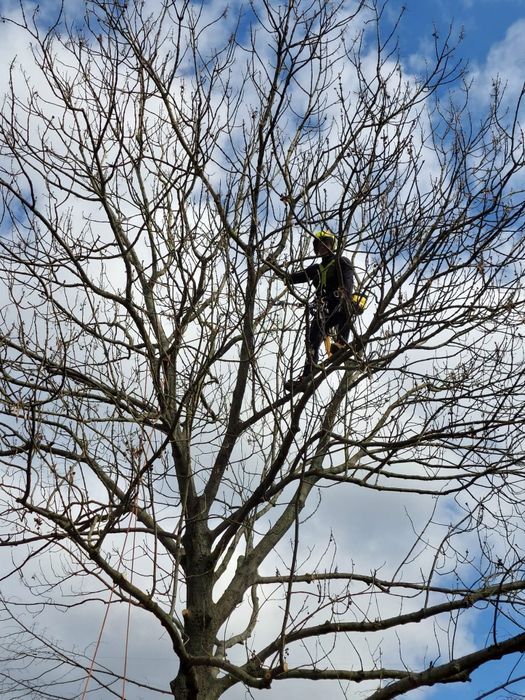 Wycinka, pielęgnacja drzew i zieleni