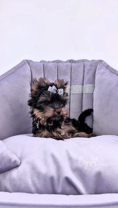 York Yorkshire terrier FCI : IVI Princess  (suczka- piesek)