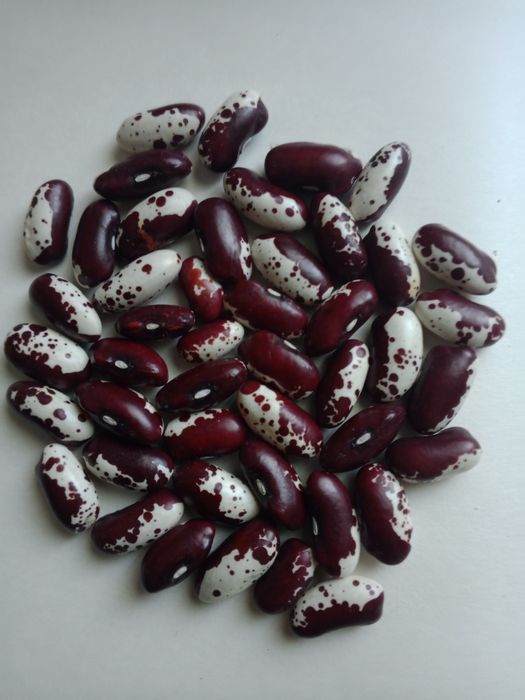 Продам лімську квасолю,кузову,витку