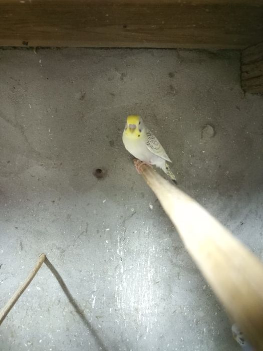 Periquitos várias mutações