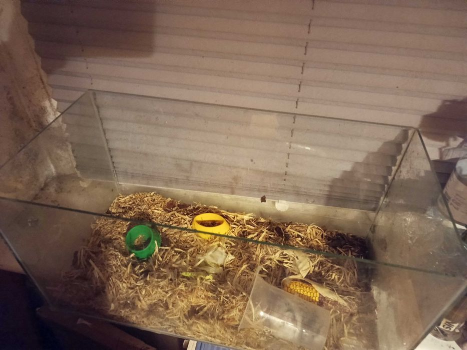 chomiki z  akwarium duzym ,