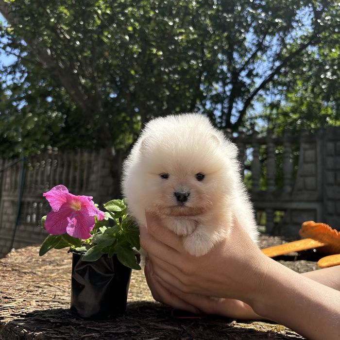 шикарна дівчинка шоу классу