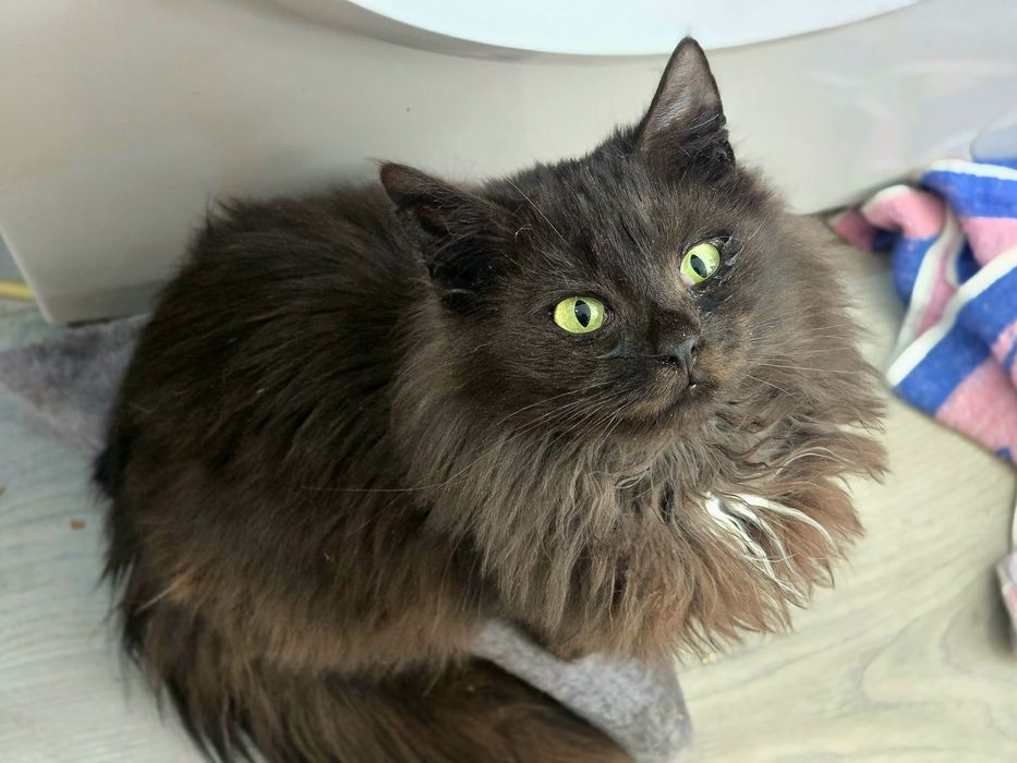 Dalia szuka domu - czy zdarzy się świąteczny cud