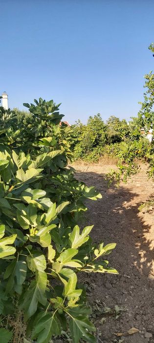 Oportunidade para passatempo de Agricultura no centro de S. Brás