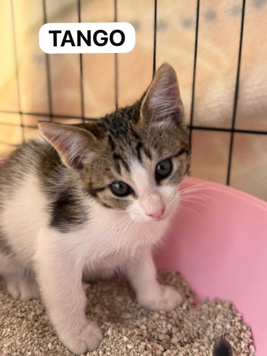 Gatos bebés para adoção responsável