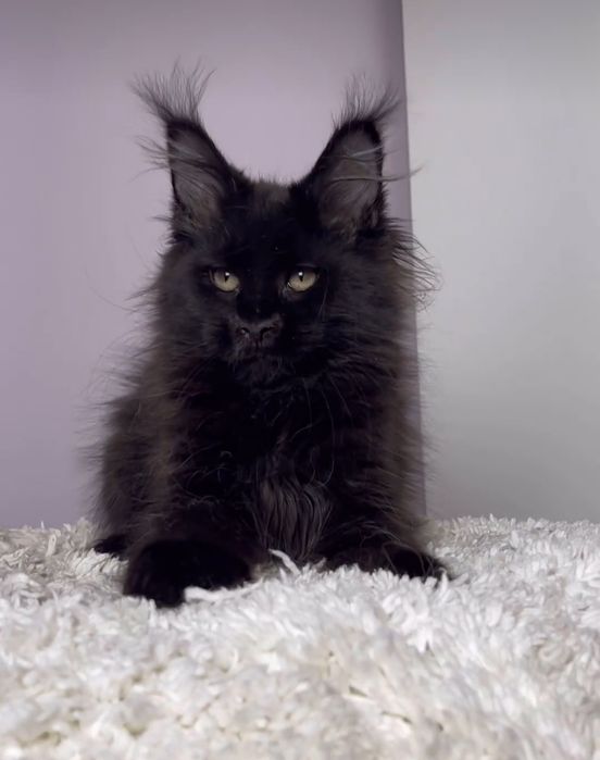 Домашня пантера, кошенятка Мейн-кун