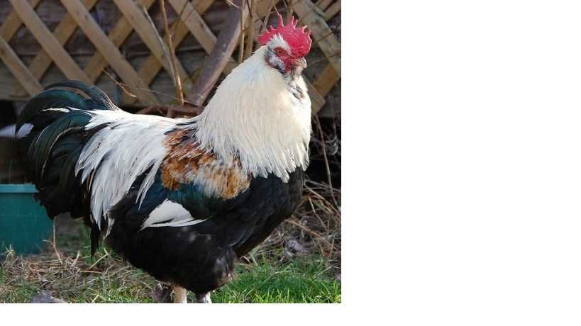 Ovos galados e pintos Marans, Bresse, Sussex tricolor e Faverolles