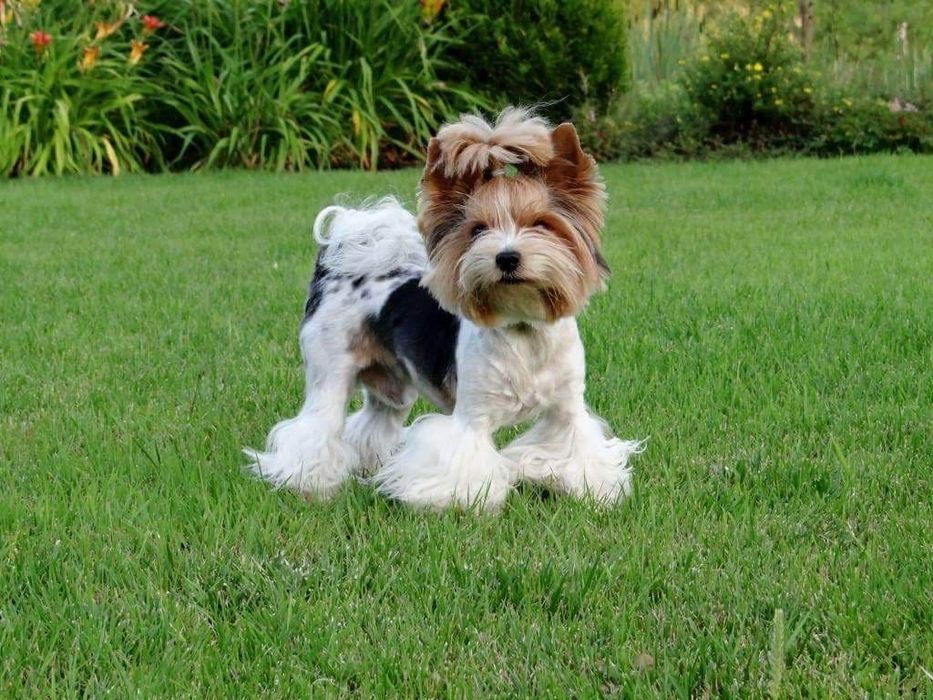 RAFAELLO York Biewer,pełny rodowód PFK, przegląd u sędzi DO Rezerwacji