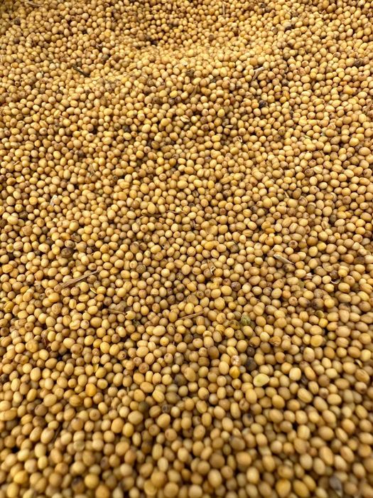 Gorczyca ładna czyszczona brutto