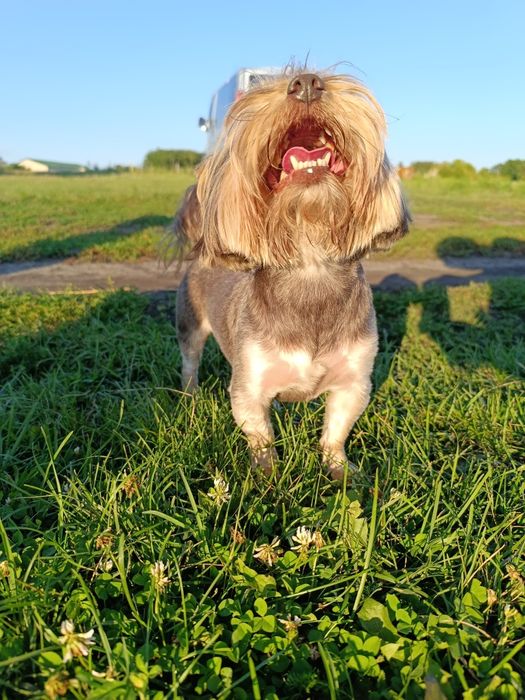 Вязка Йорка шоколад