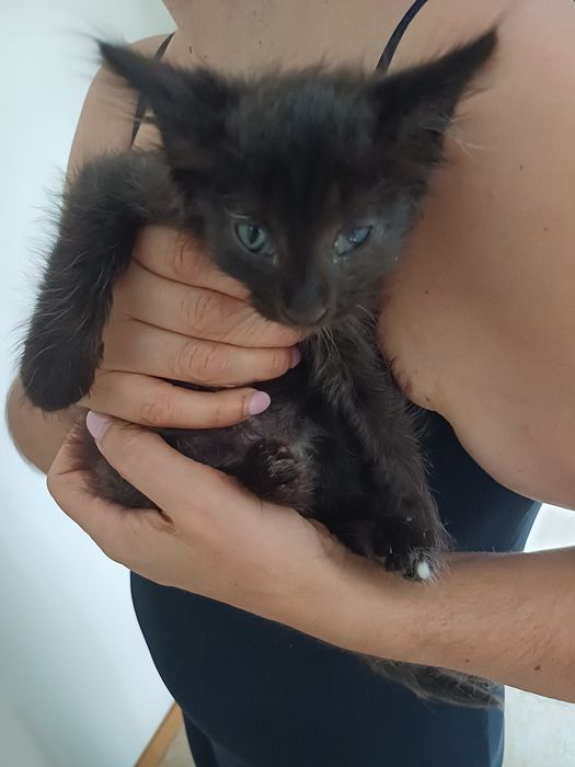 Gatinho preto com olhos azuis - 2 meses