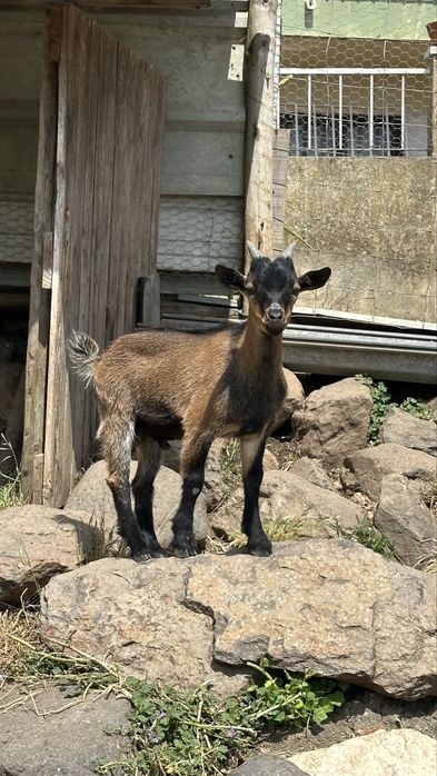 Bodes / Cabras micro anãs machos