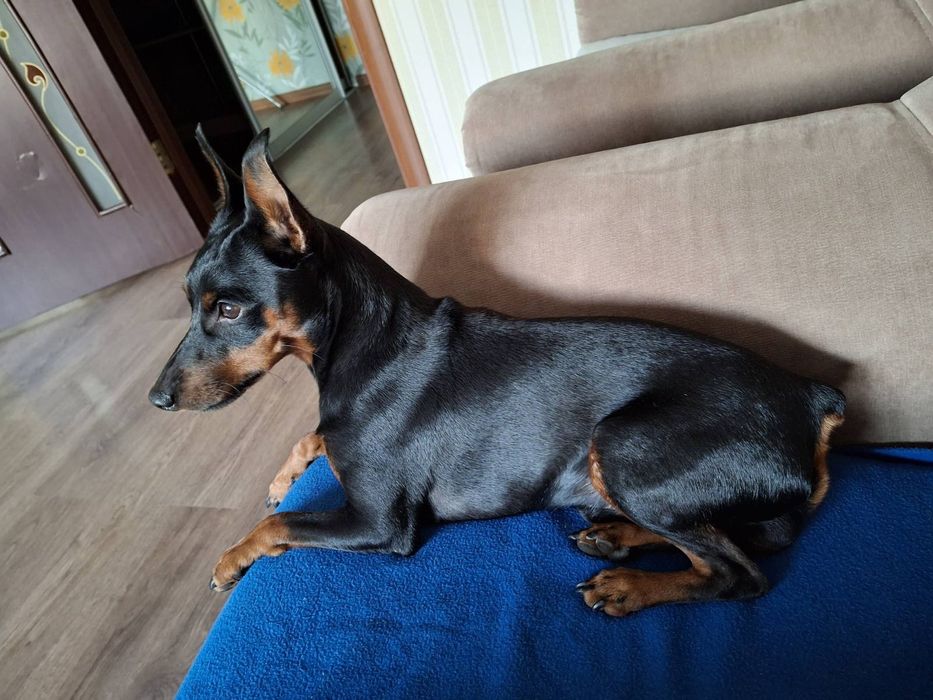 Кобель цвергпінчер, вязка