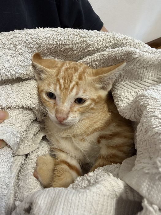 4 gatinhos para adoção responsavel