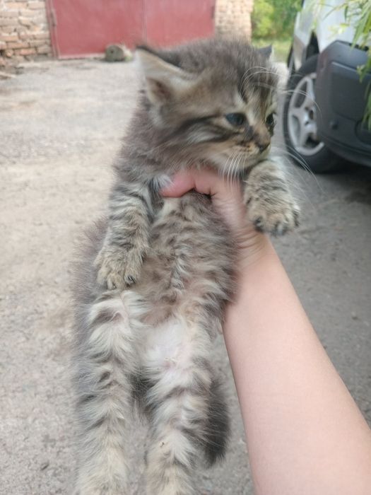 Маленькі кошенята відам у добрі руки.