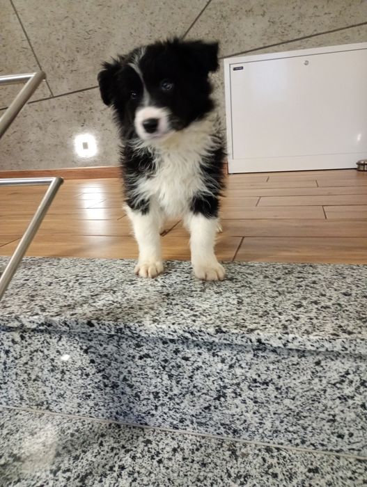 Sprzedam Border Collie