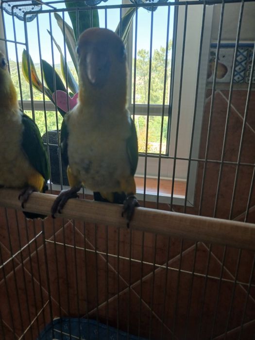 Marianinhas cabeça  amarela    criadas a mão