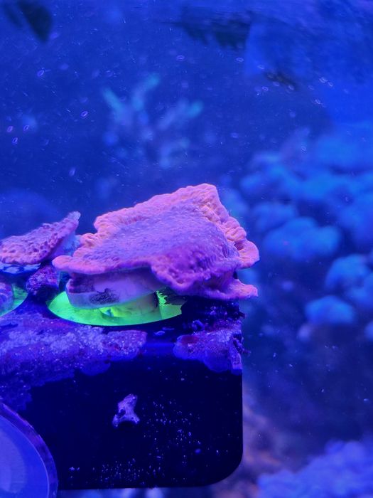 Pack de 5 corais faceis