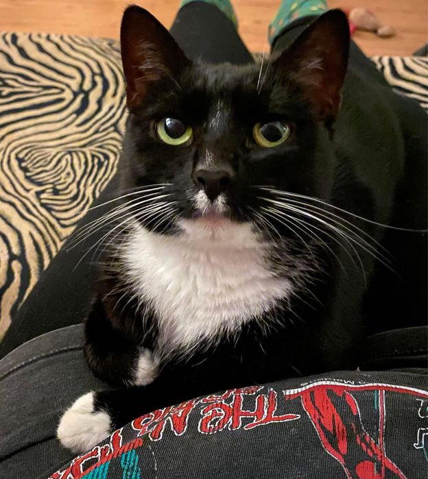 Kotka Inka szuka domu