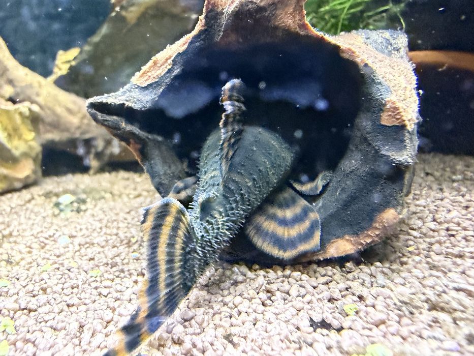 Harem Tarlakow Doroslych L397