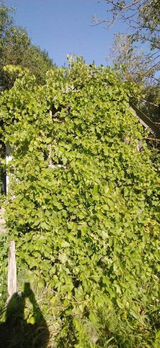 Земельна ділянка з літнім будинком в с.Павлівка