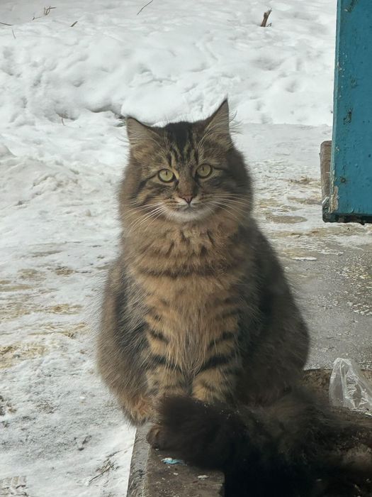 Отдам пушистого кота лесного окраса, 9 месяцев