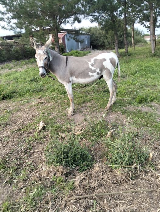 Vendo burro inteiro
