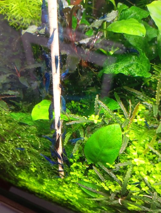 Neocaridinas Blue Dream