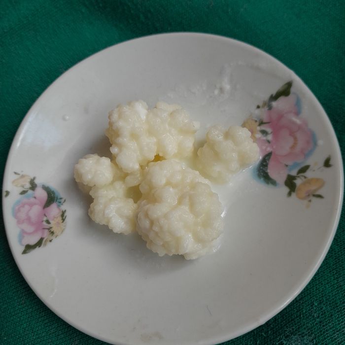 Молочний тібетський лікувальний гриб