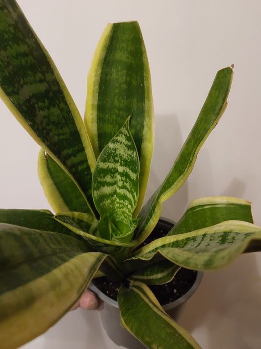 Sansevieria,сансев'єра ,сансевиерия  Futura Superba,футура Суперба