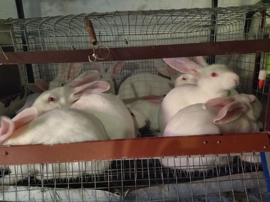 Кролі породи термонці