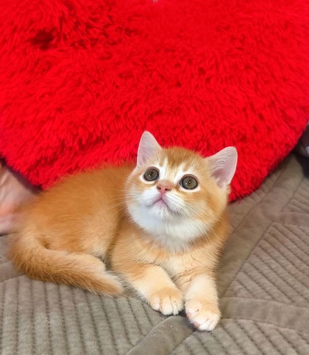 хлопчик шотландський котята котики