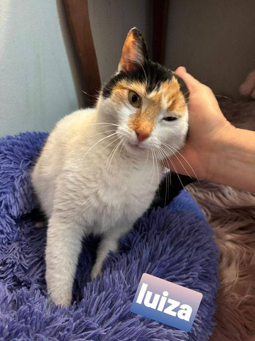 Urocza ,wysterylizowana kotka szuka kochajacego domu.